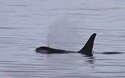 Fotografie kosatky, která vydechuje na hladině. Je vidět její hřbet a výrazná hřbetní ploutev.