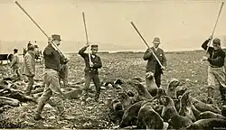 Několik mužů s dlouhými klacky obklíčili skupinu lachtanů a chystají se je pobít. V pozadí lze vidět mrtvé lachtany