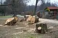 Zbytky pokáceného stromu v severní části aleje
