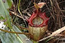 Hybrid Nepenthes × alisaputrana v podrostu