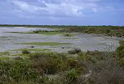 Vegetace v jedné z lagun na Kirimati