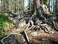 Kořeny borovice; NP Oulanka, severní Finsko