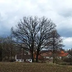 Dva duby letní v Klažarech