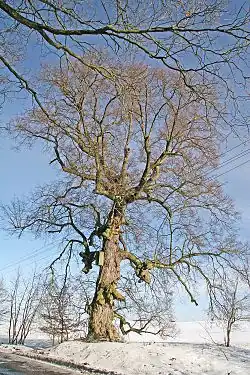 Klamošská lípa v zimě