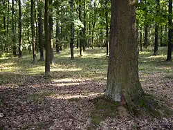 Přírodní rezervace Klánovický les