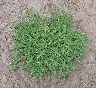 alternativní popis obrázku chybí