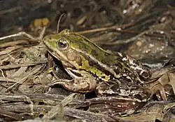 Skokan krátkonohý (Pelophylax lessonae)[15]