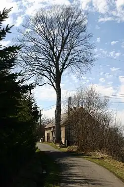 Klen v Krásném lese