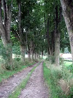 Klenová alej u Koječína