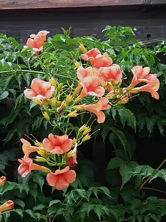 alternativní popis obrázku chybí