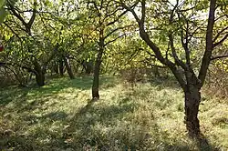 Klučov - hradště Na Ptáčku (4).jpg