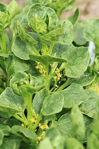 alternativní popis obrázku chybí