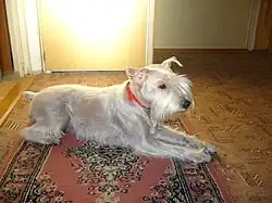 Knírač malý - bílý