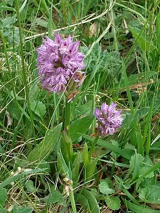 alternativní popis obrázku chybí