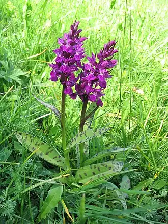 alternativní popis obrázku chybí