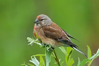 alternativní popis obrázku chybí