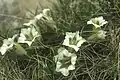 Gentiana acaulis Alba[11]