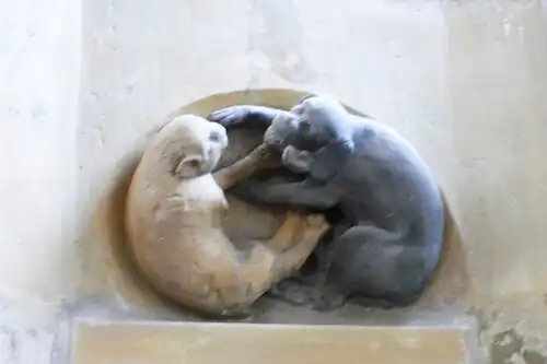 Zápas kočky se psem