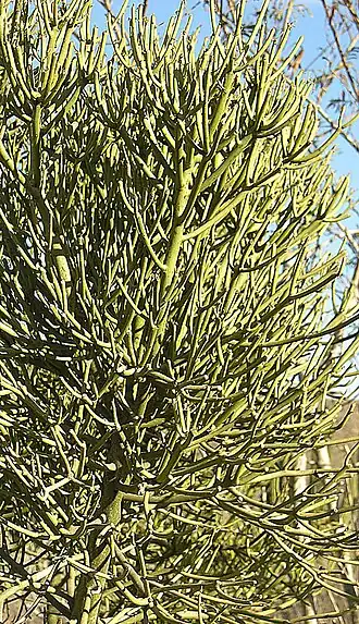 alternativní popis obrázku chybí