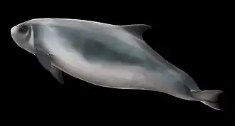 alternativní popis obrázku chybí