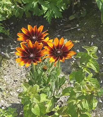 alternativní popis obrázku chybí