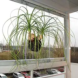 Jako kokedama na balkoně v panelovém bytě v Praze