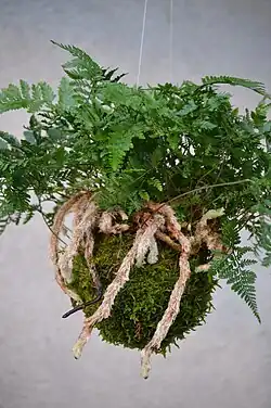 Kokedama Davallia