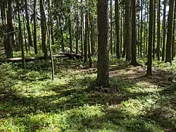 Koloděje nad Lužnicí - mohylník na levém břehu Lužnice, na okraji lesa Zelib, resp. Želib (7).jpg