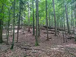 Komárnická jedlina