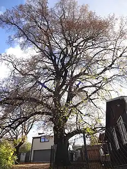 památná lípa srdčitá