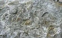 Koněpruský vápenec se zkamenělinami (NPP Zlatý kůň, okres Beroun)