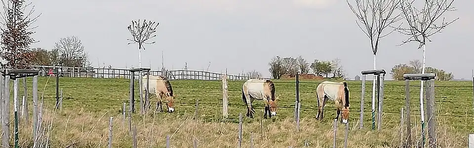 Koně Převalského ve výběhu na Dívčích hradech, v pozadí je vidět keři zarostlé zbytky nízkých cihlových zídek – bývalá německá protiletadlová palební stanoviště ze 2. sv. války