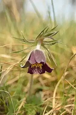 Koniklec luční na lokalitě