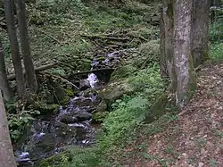 Potok kopřivák na dolní části toku v horské bučině