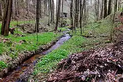 V lese nad Kopaninou