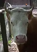 Detail hlavy krávy