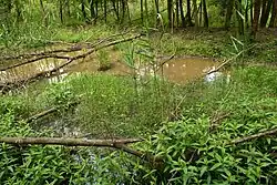 Kopistská výsypka - tůně