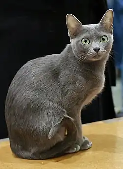 Korat