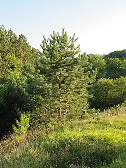 Borovice černá (Pinus nigra)