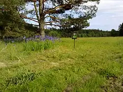 Rozkvetlá louka na jaře