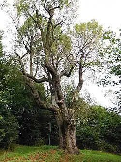 Památný strom oskeruše u obce Košťálov, okr. Litoměřice, září 2014
