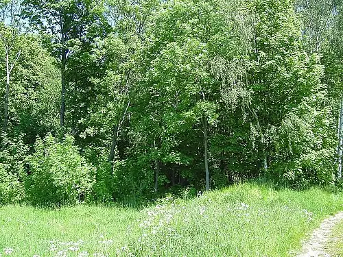 Ruiny kostela (2006)