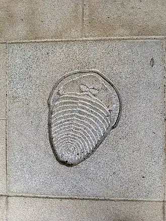 Dlaždice s trilobitem