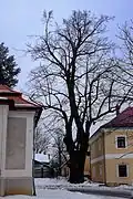 Památný strom Lípa u kostela