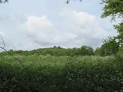 Louka porostlá [[Bršlice kozí noha|Bršlicí kozí nohou]]. V pozadí se nachází les.