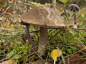 alternativní popis obrázku chybí