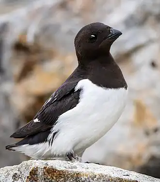 alternativní popis obrázku chybí