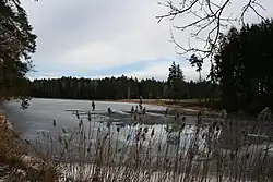 Rybník Králek v zimě