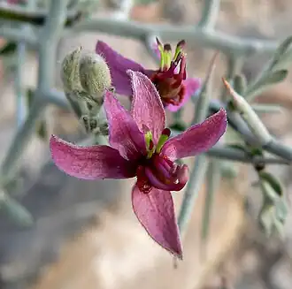 alternativní popis obrázku chybí