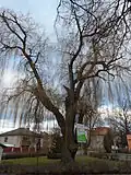 Památný strom: vrba bílá